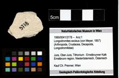 Foto (Objekt + Etiketten) von Longodromites excisus (von Meyer, 1857) 